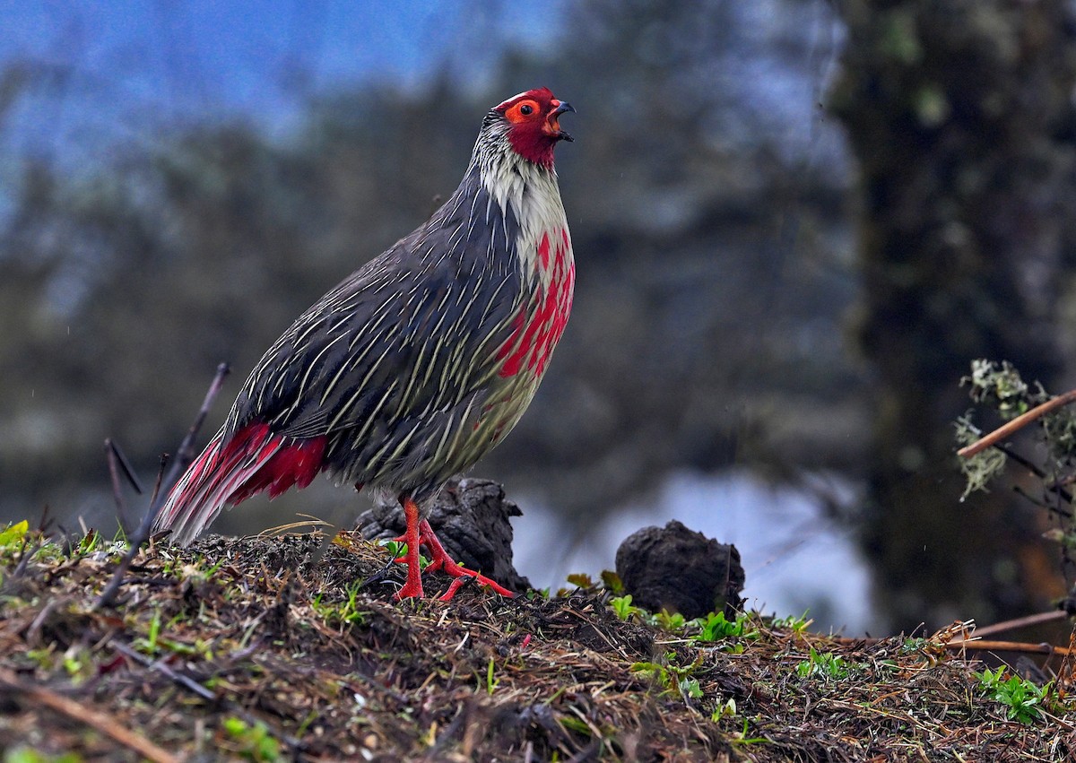 Сермун - ML639994359