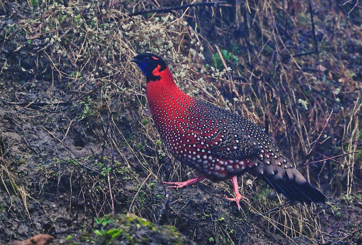 Satyr Tragopan - ML639994377