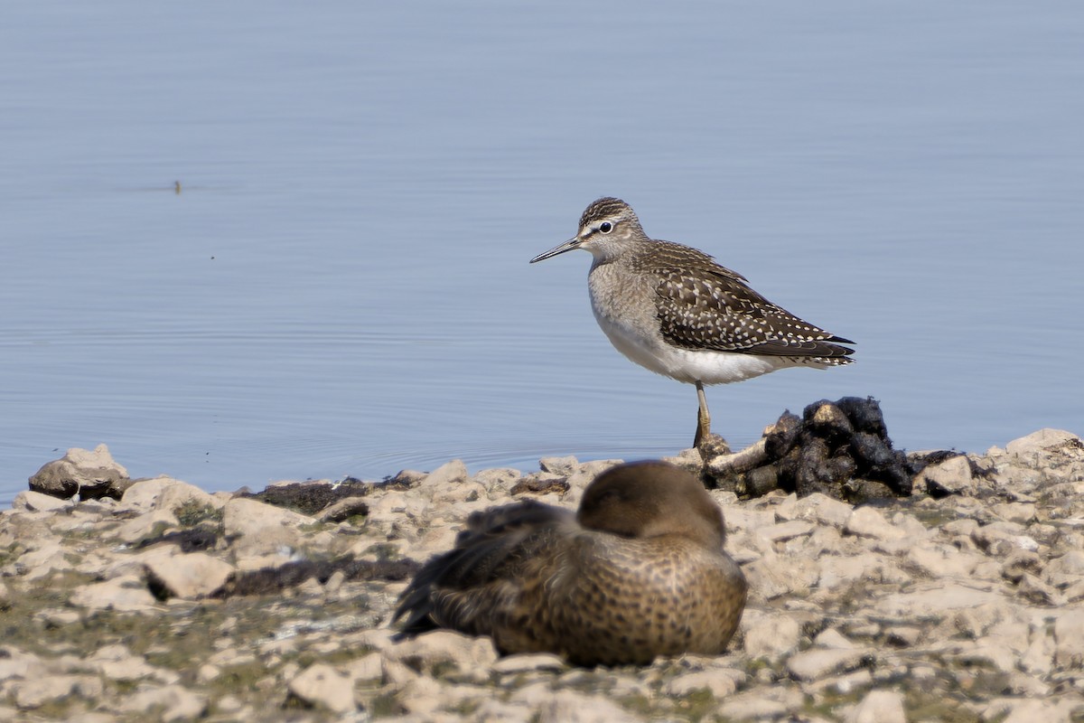 Wood Sandpiper - ML639994407