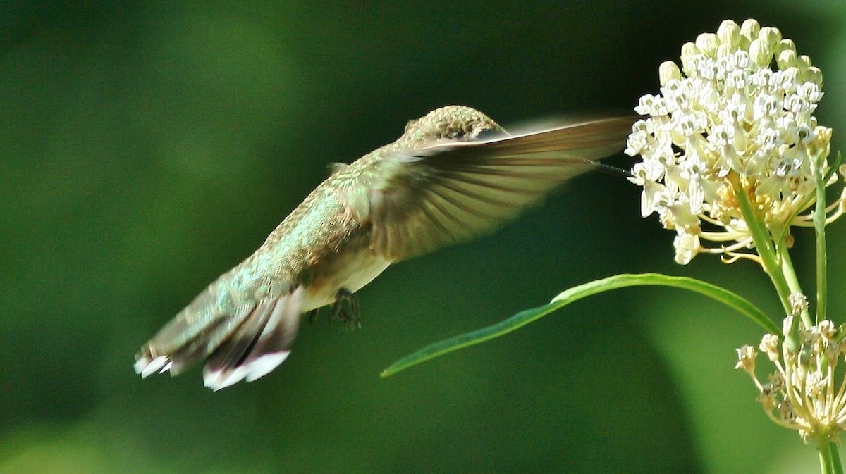 Black-chinned Hummingbird - ML639994418