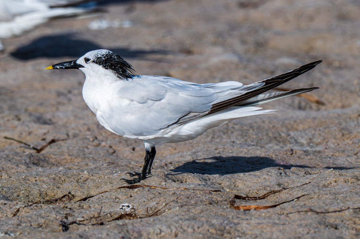 rybák severní (ssp. acuflavidus) - ML639994419