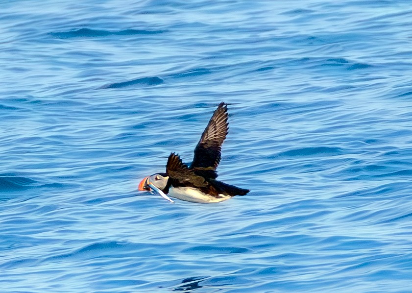 Atlantic Puffin - ML639994432