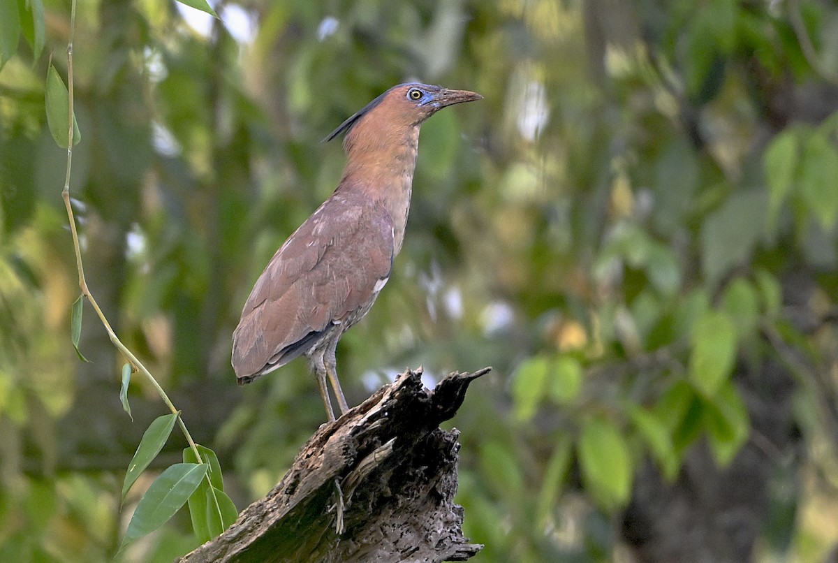 Malayan Night Heron - ML639994440