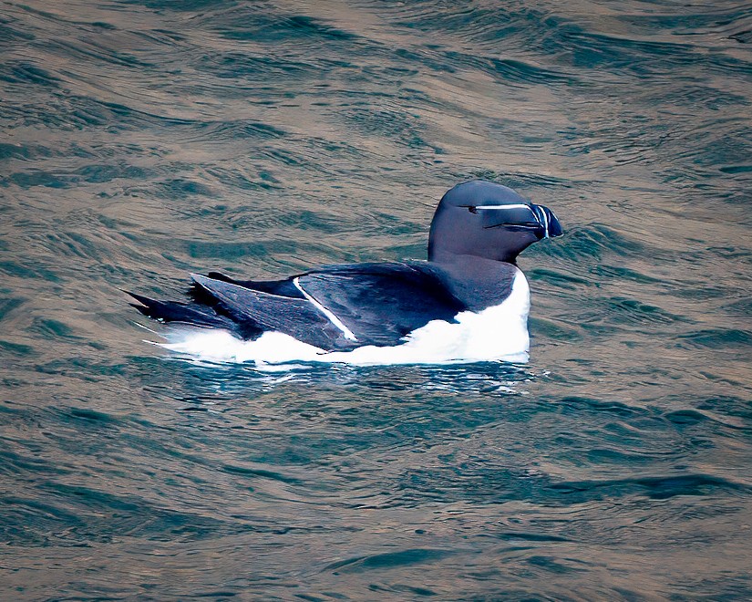 Razorbill - ML639994452
