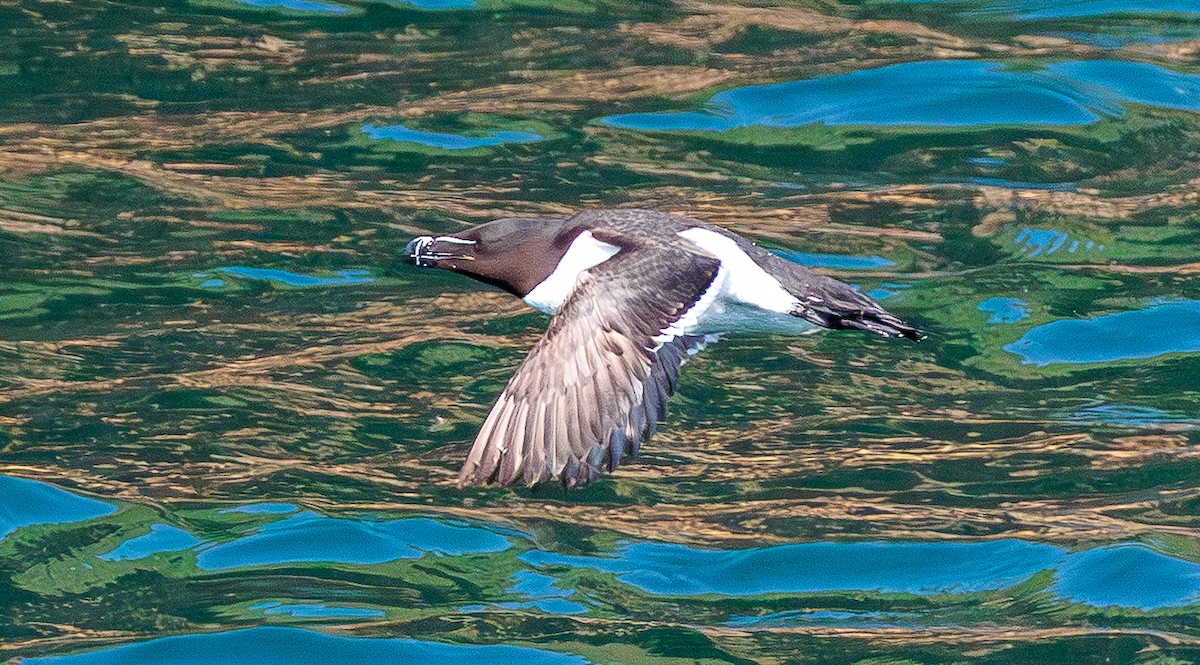 Razorbill - ML639994453