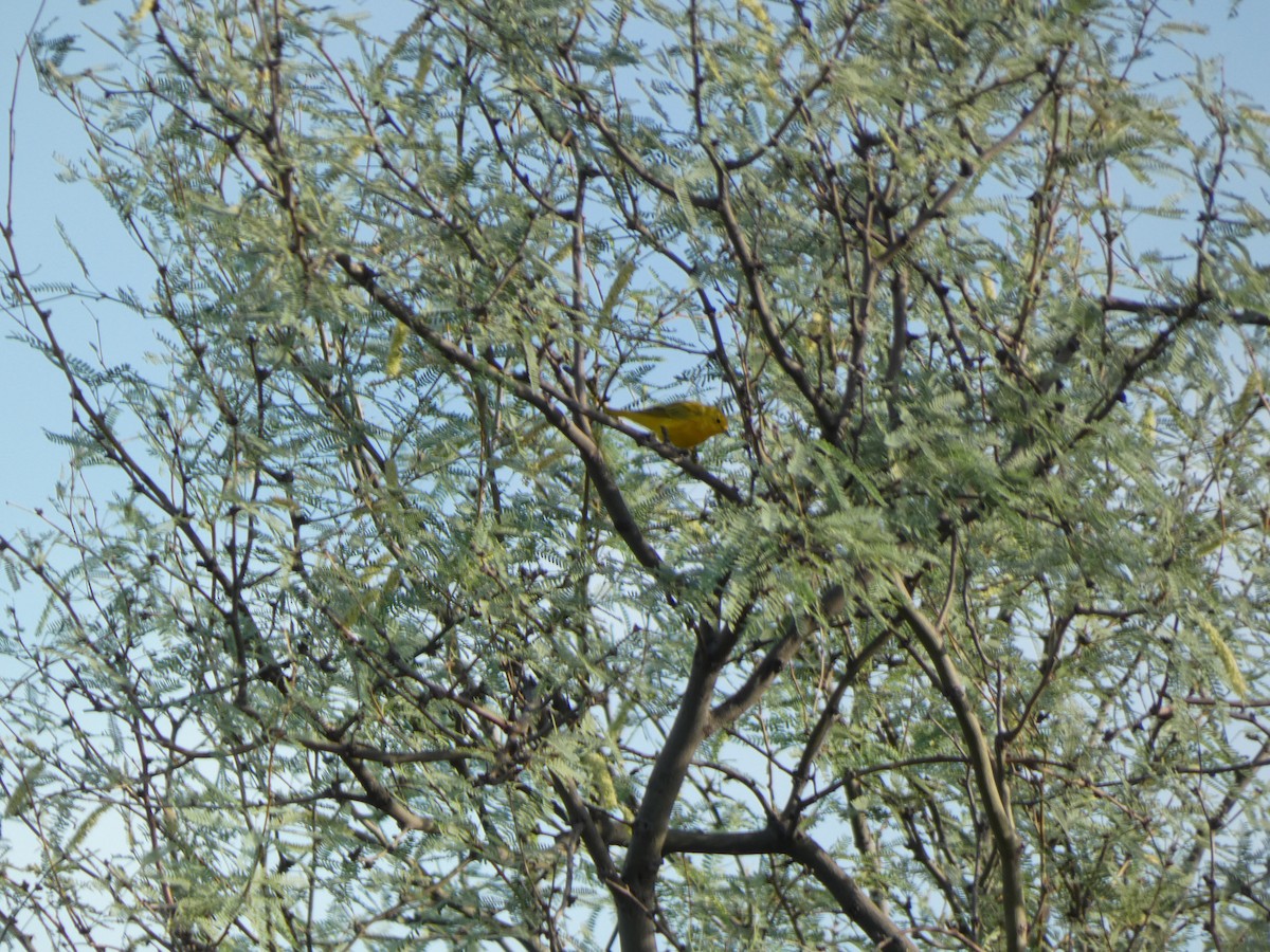 Northern Yellow Warbler - ML639994470
