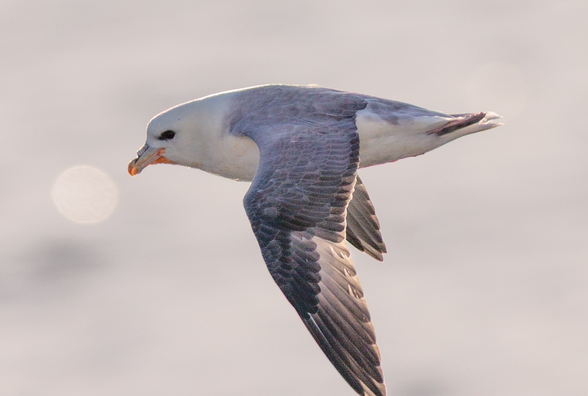 Northern Fulmar - ML639994505