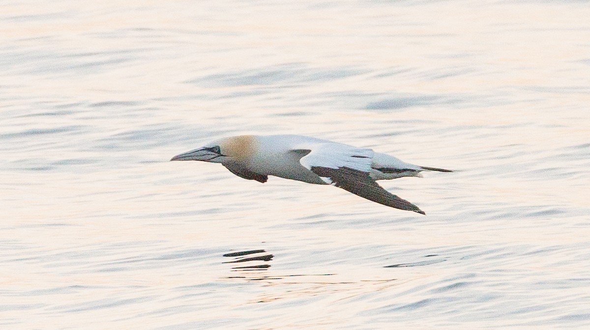 Northern Gannet - ML639994518