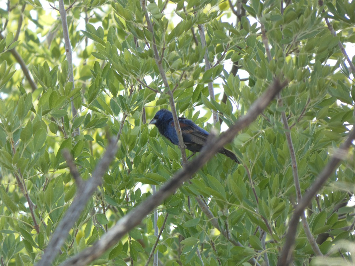 Blue Grosbeak - ML639994519