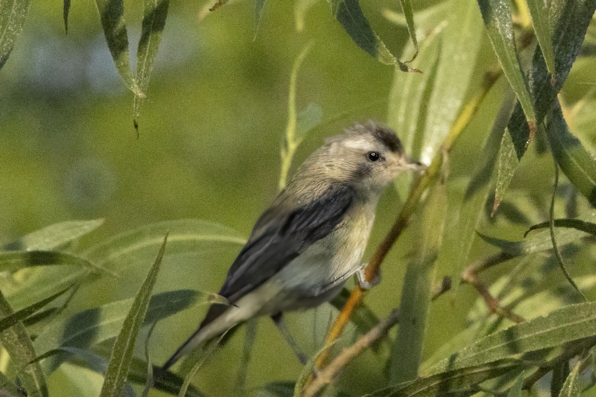 Warbling Vireo - ML639994521
