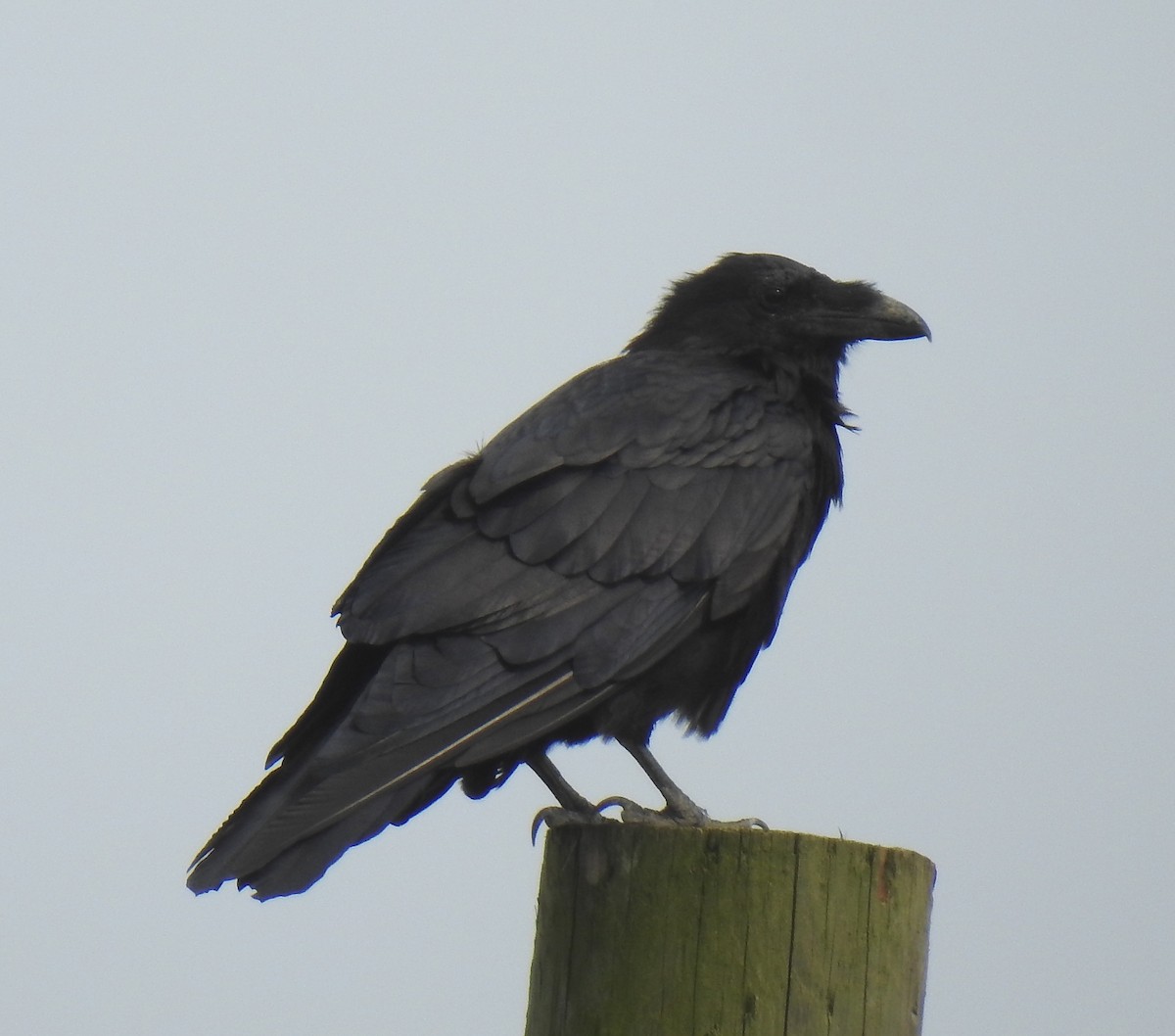 Common Raven - ML639994525