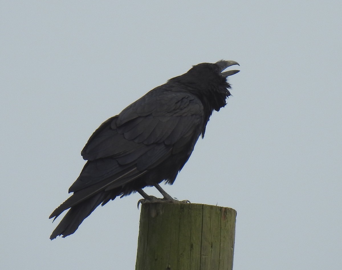 Common Raven - ML639994527