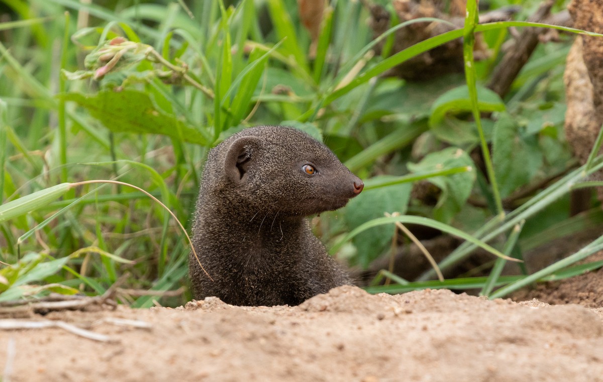 Southern Dwarf Mongoose - ML639994531