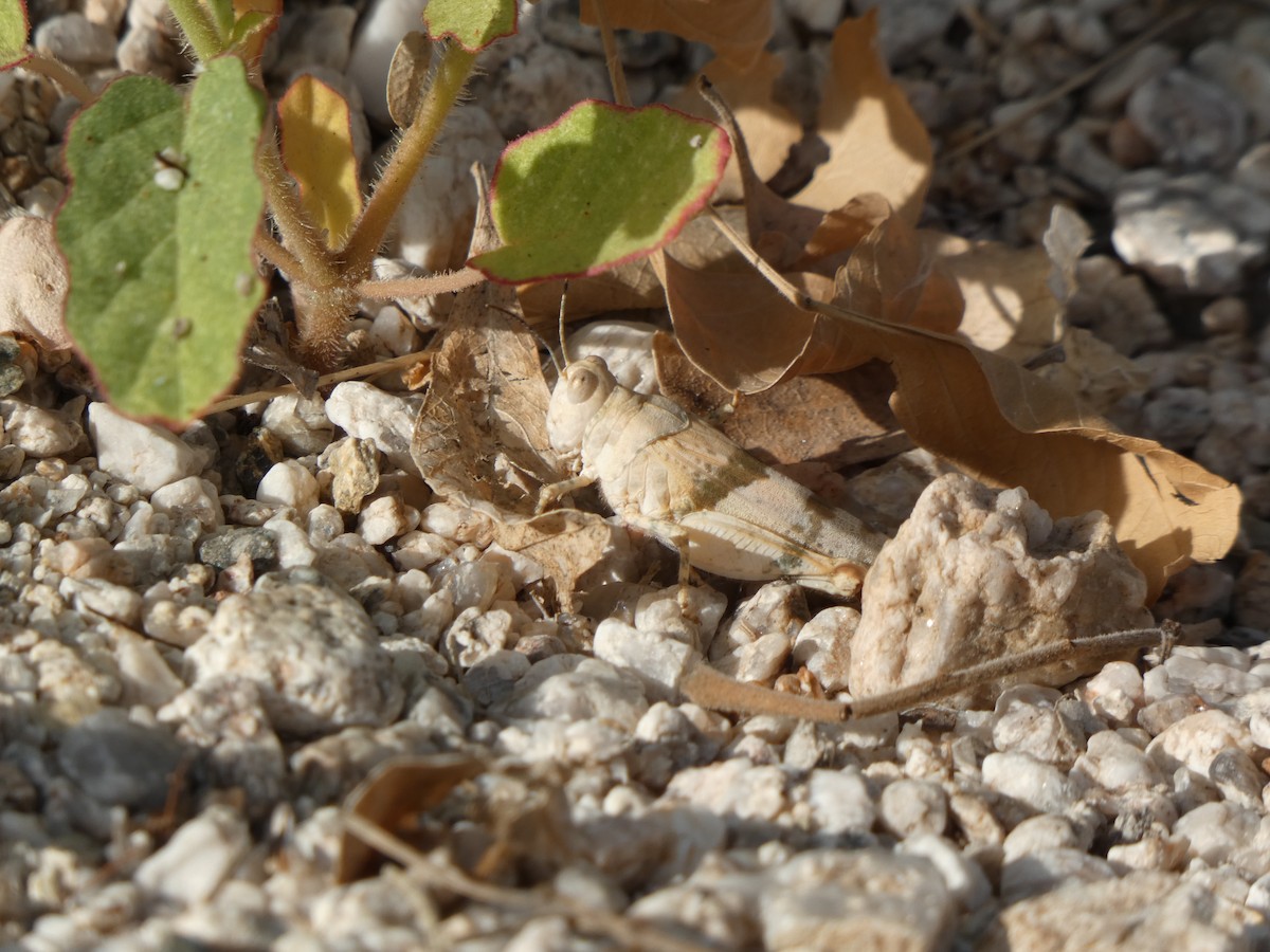 Grasshoppers, Crickets, and Katydids - ML639994540