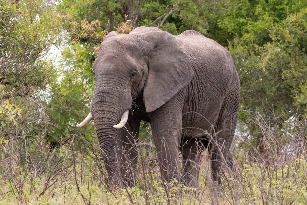 Elefante Africano de Sabana - ML639994557