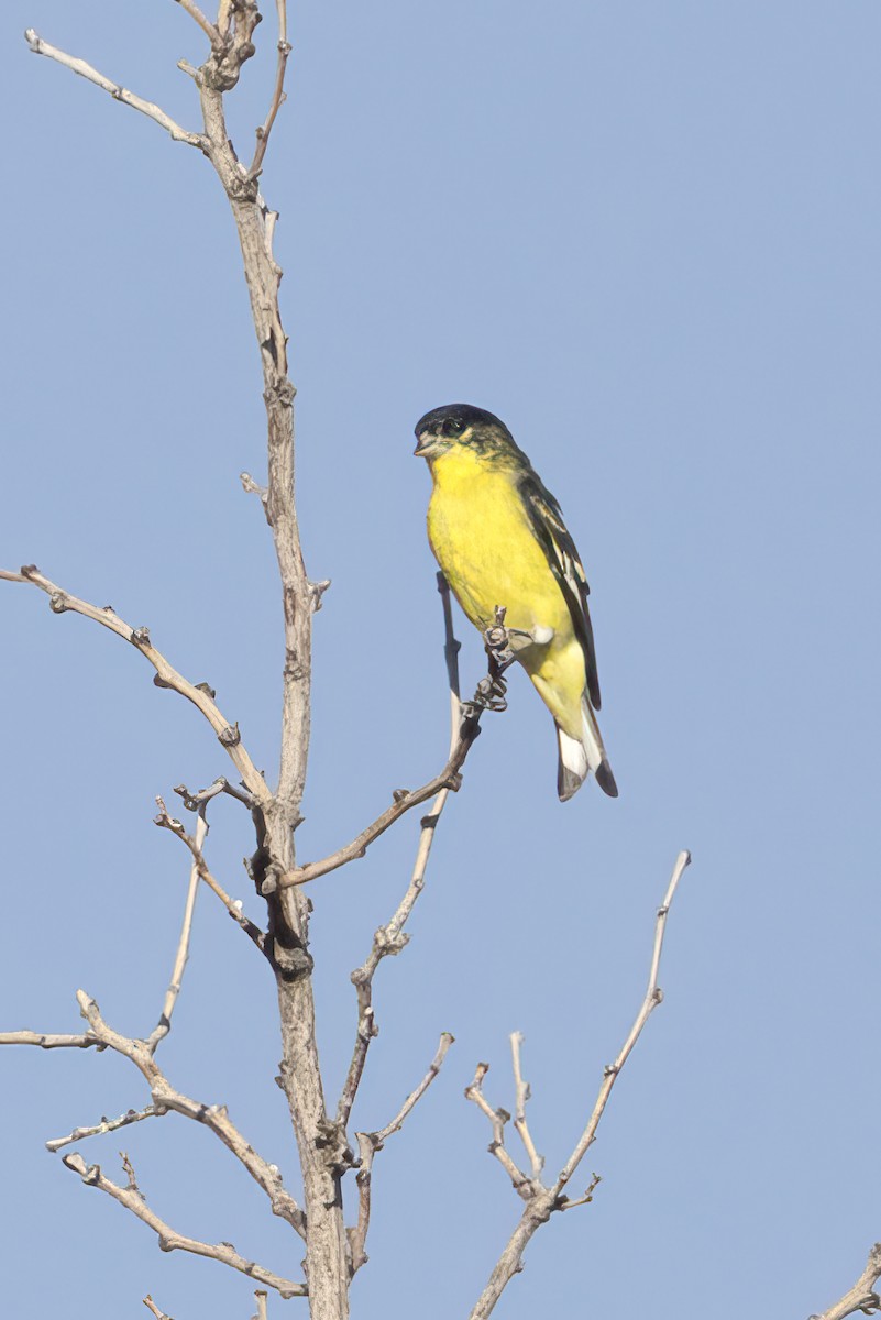 Lesser Goldfinch - ML639994567