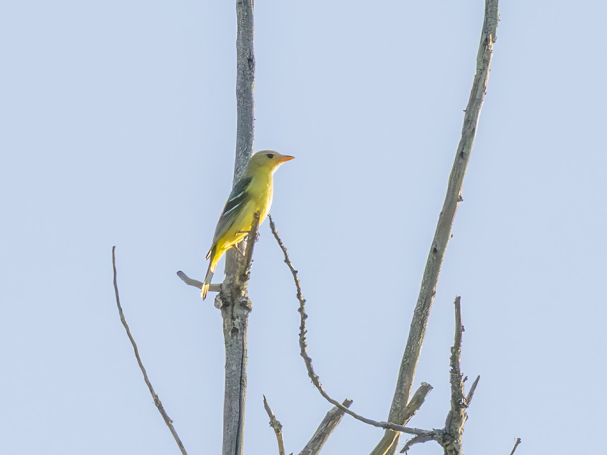 Western Tanager - ML639994585