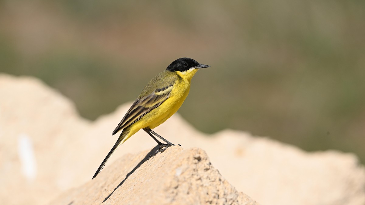 Western Yellow Wagtail - ML639994597