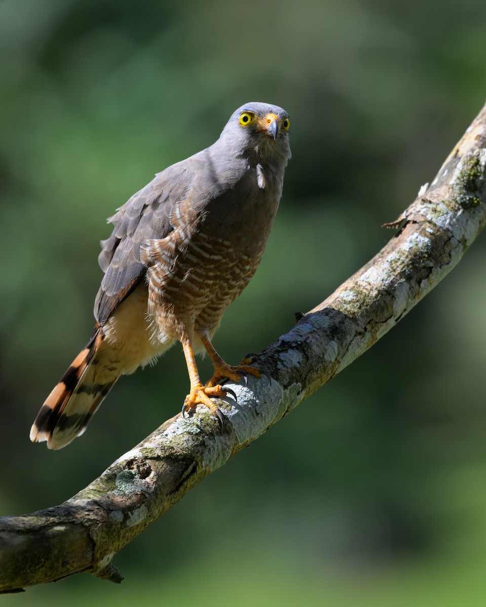 Roadside Hawk - ML639994660