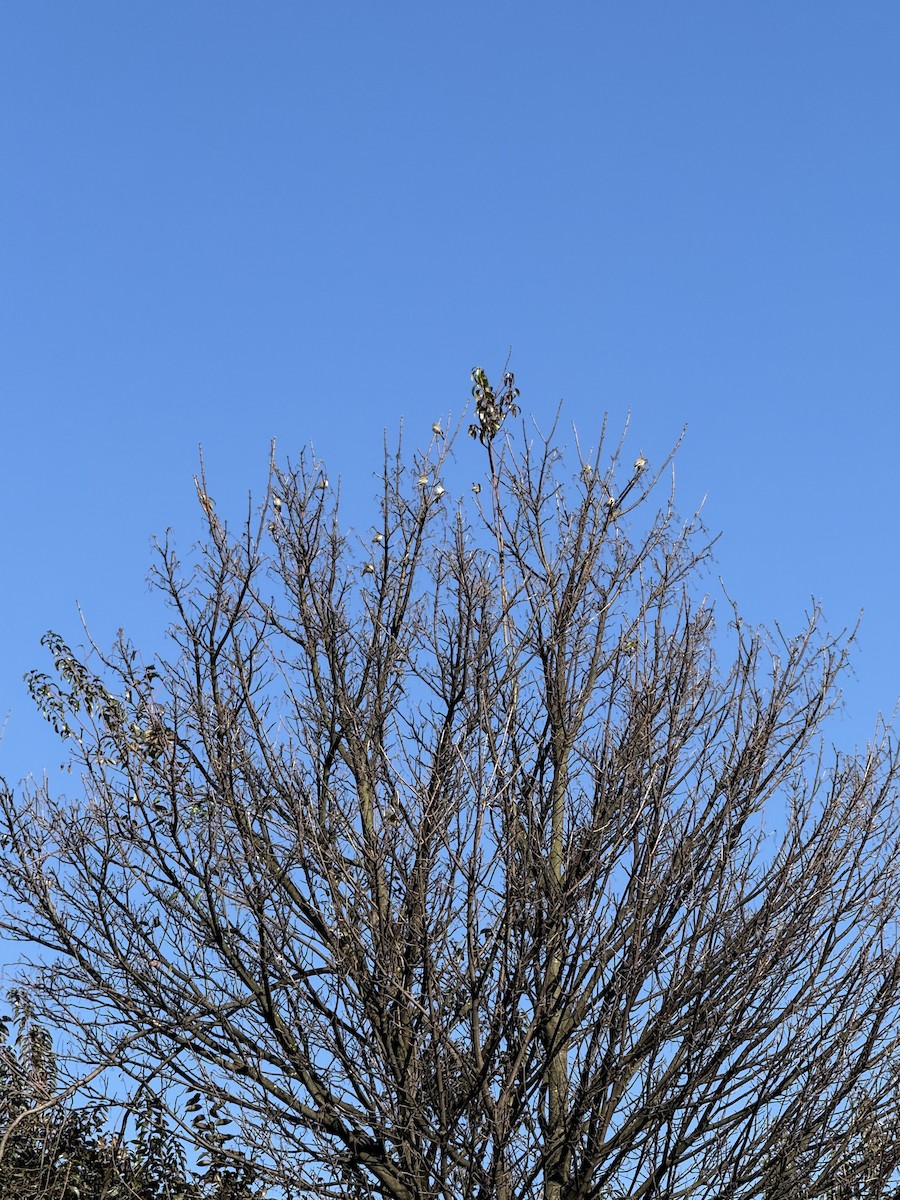 Saffron Finch - ML639994725