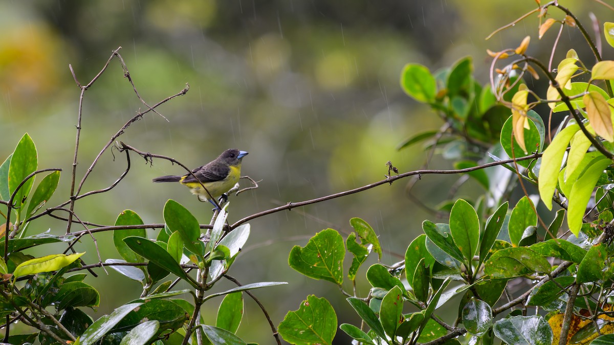 Flame-rumped Tanager - ML639994849