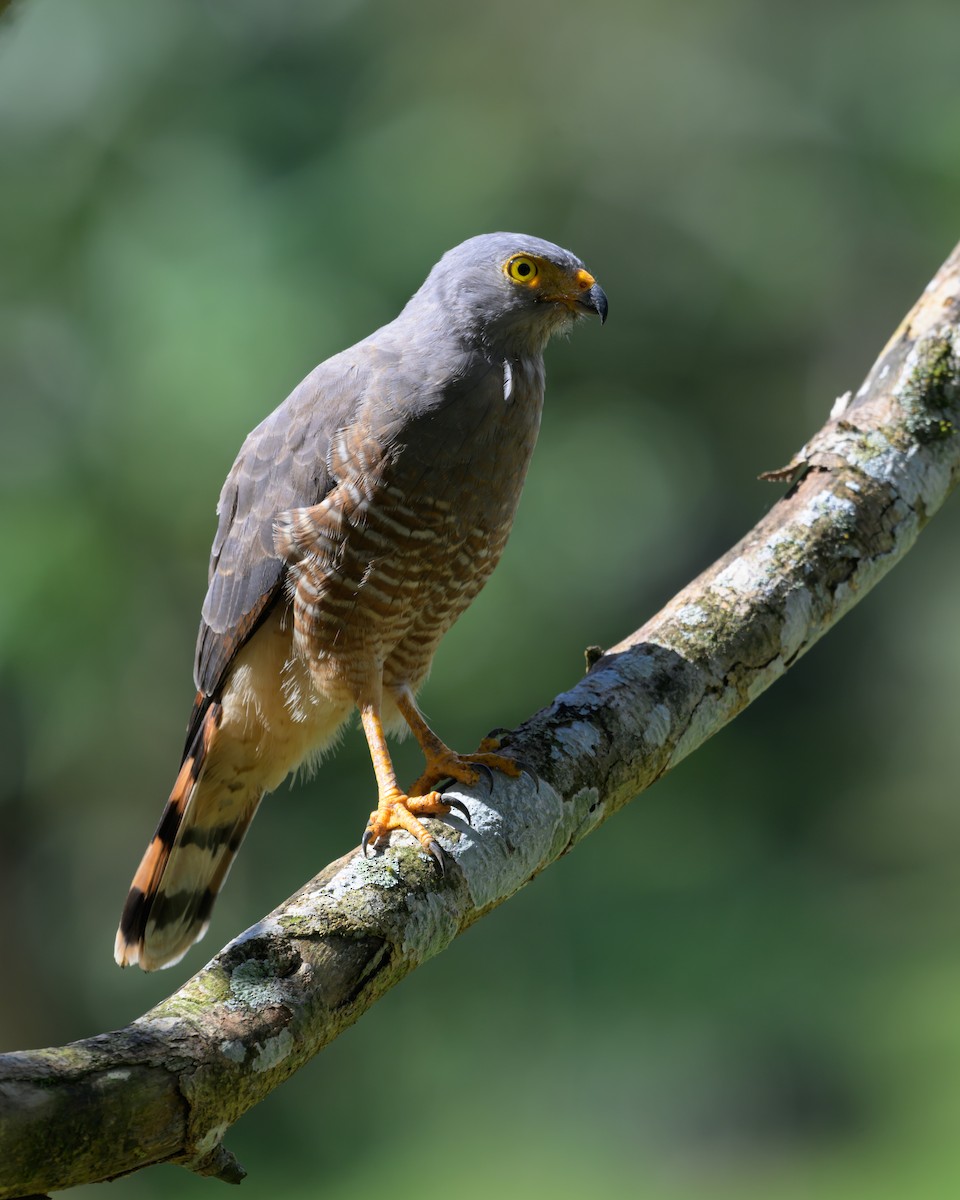 Roadside Hawk - ML639994885