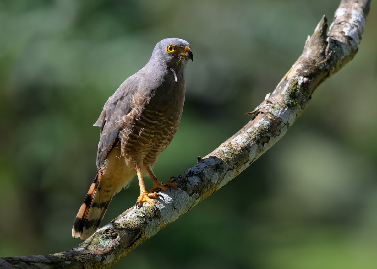 Roadside Hawk - ML639994886