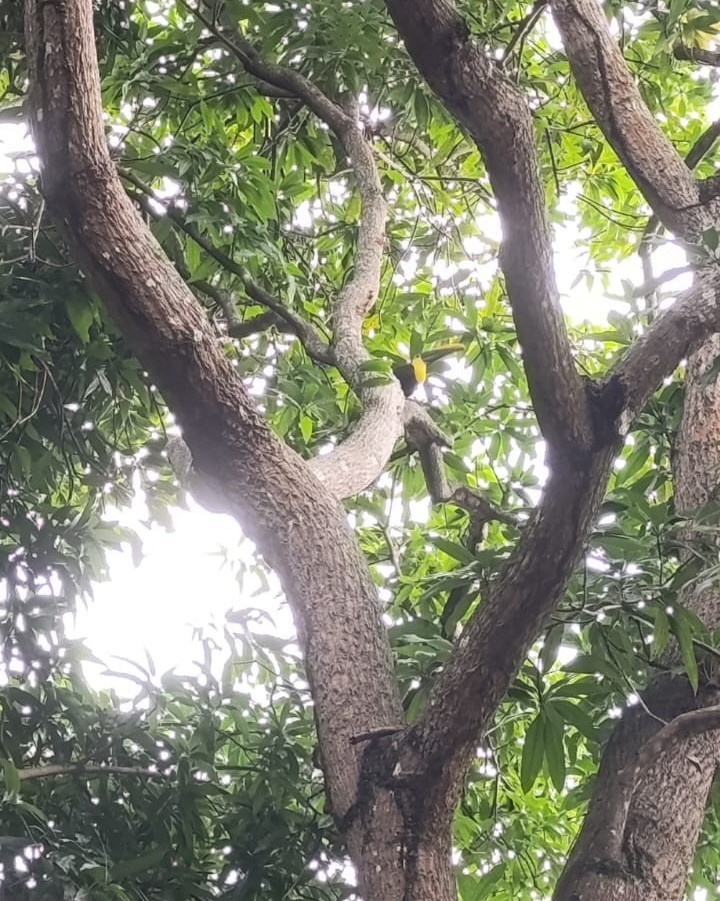 Yellow-throated Toucan - ML639994925