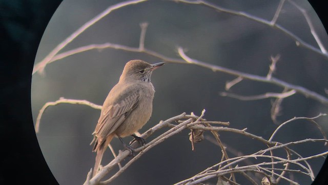 Great Shrike-Tyrant - ML639994936