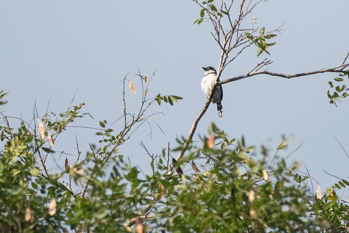 Pied Puffbird - ML639994968