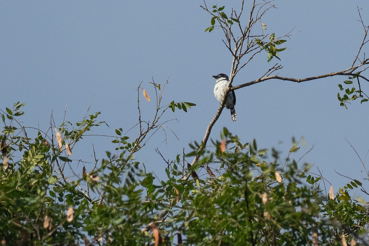 Pied Puffbird - ML639994969