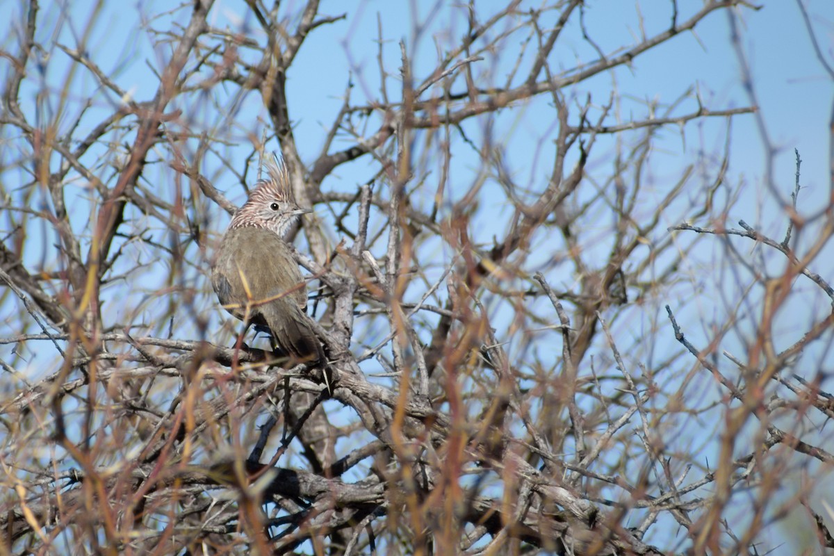 Crested Gallito - ML639995015