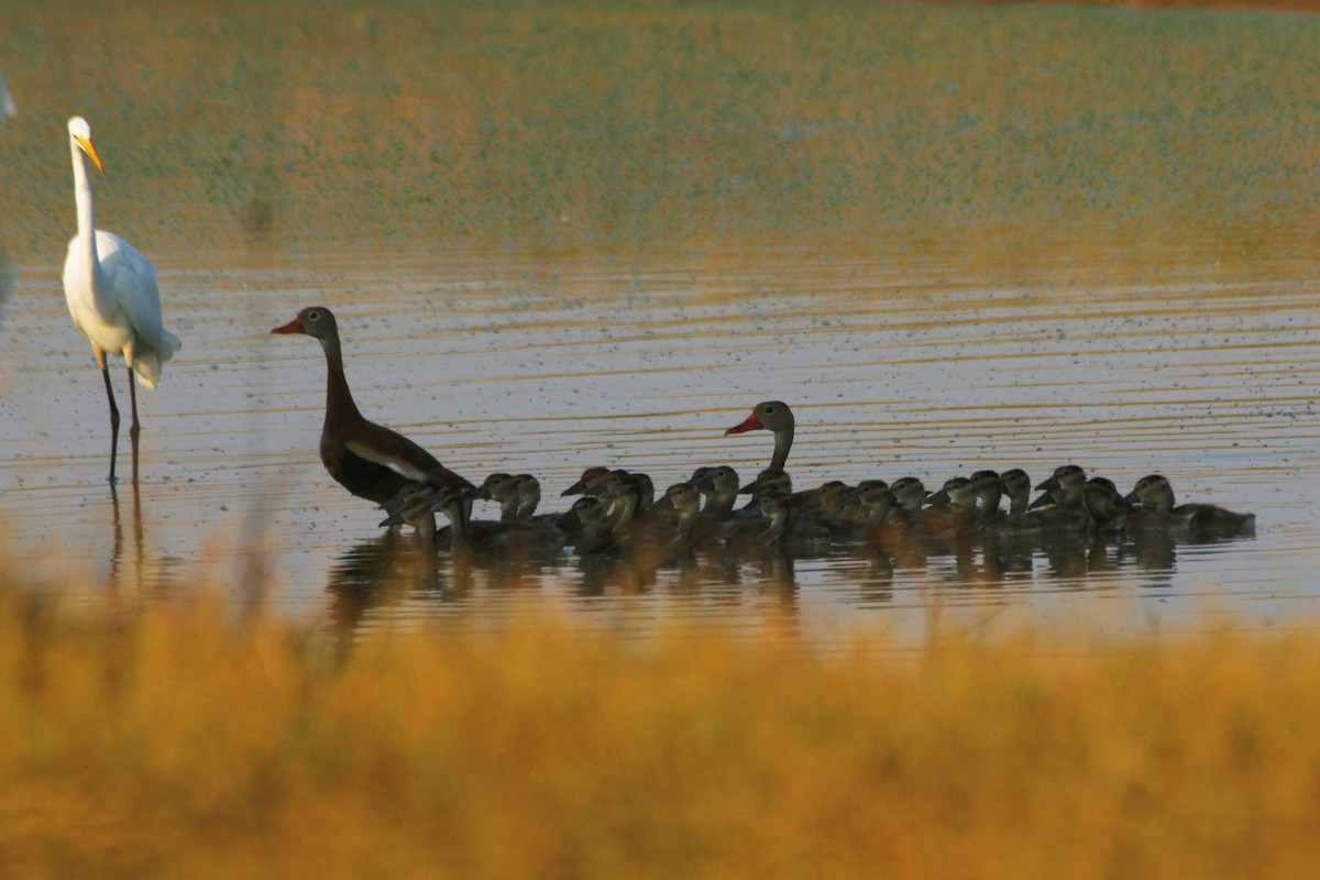 Black-bellied Whistling-Duck - ML639995056