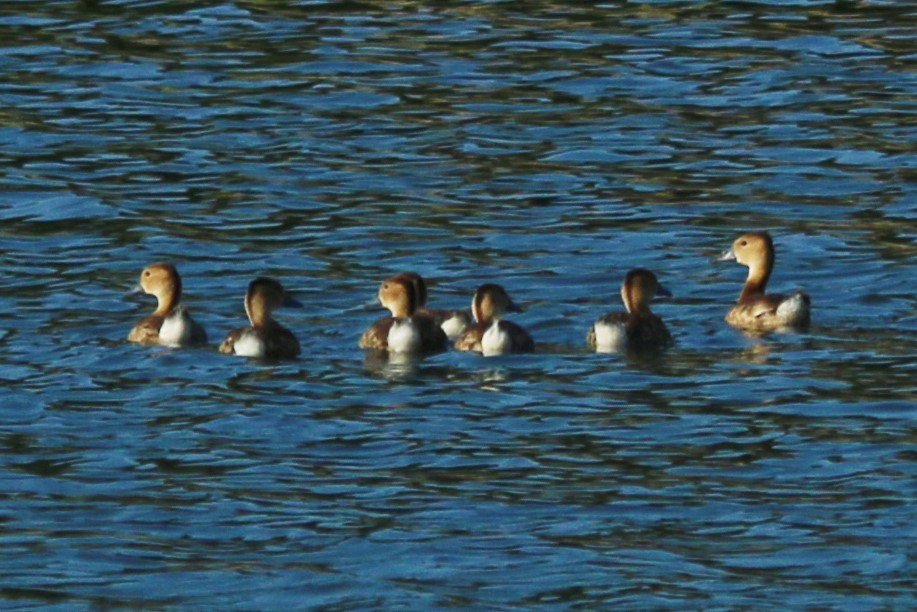 Black-bellied Whistling-Duck - ML639995072