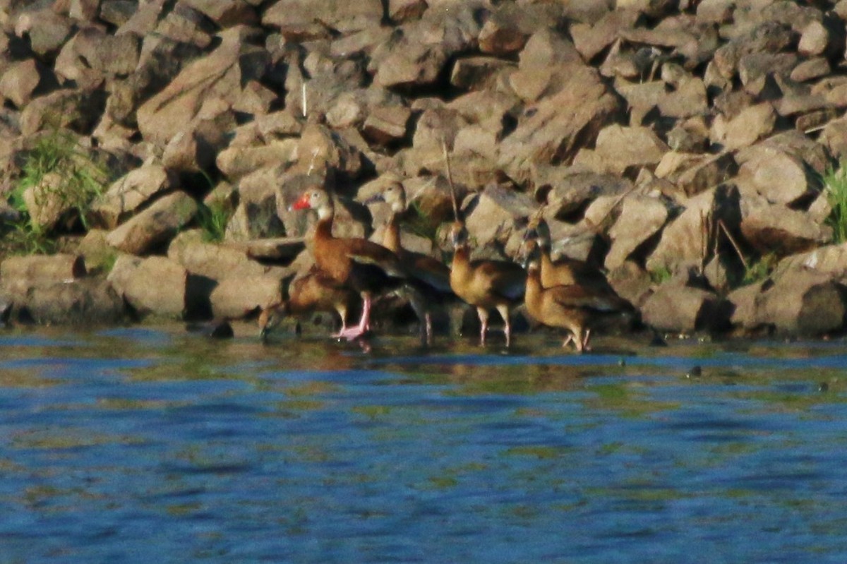 Black-bellied Whistling-Duck - ML639995092
