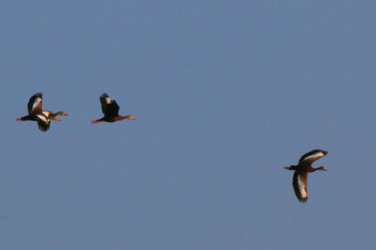 Black-bellied Whistling-Duck - ML639995107
