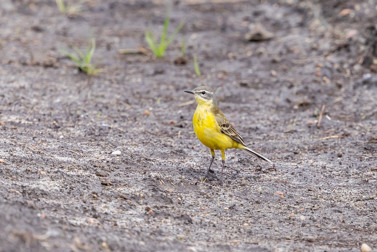 Western Yellow Wagtail - ML639995178