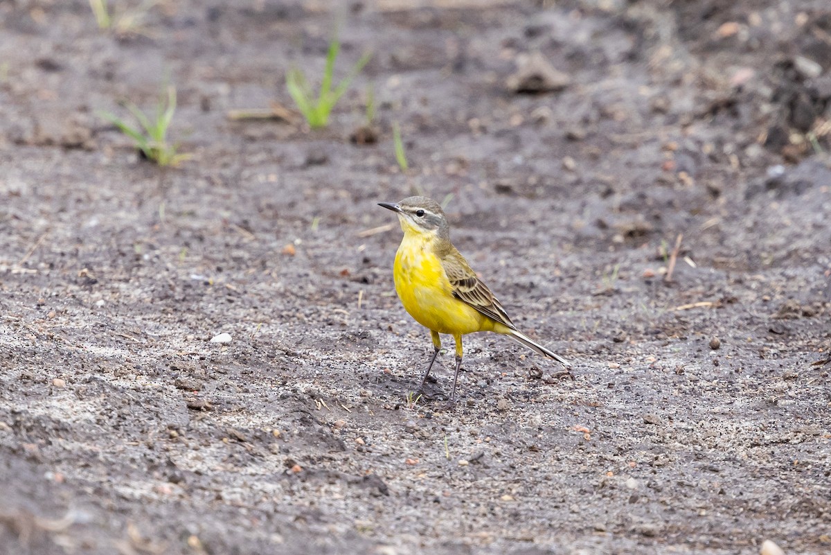Western Yellow Wagtail - ML639995179