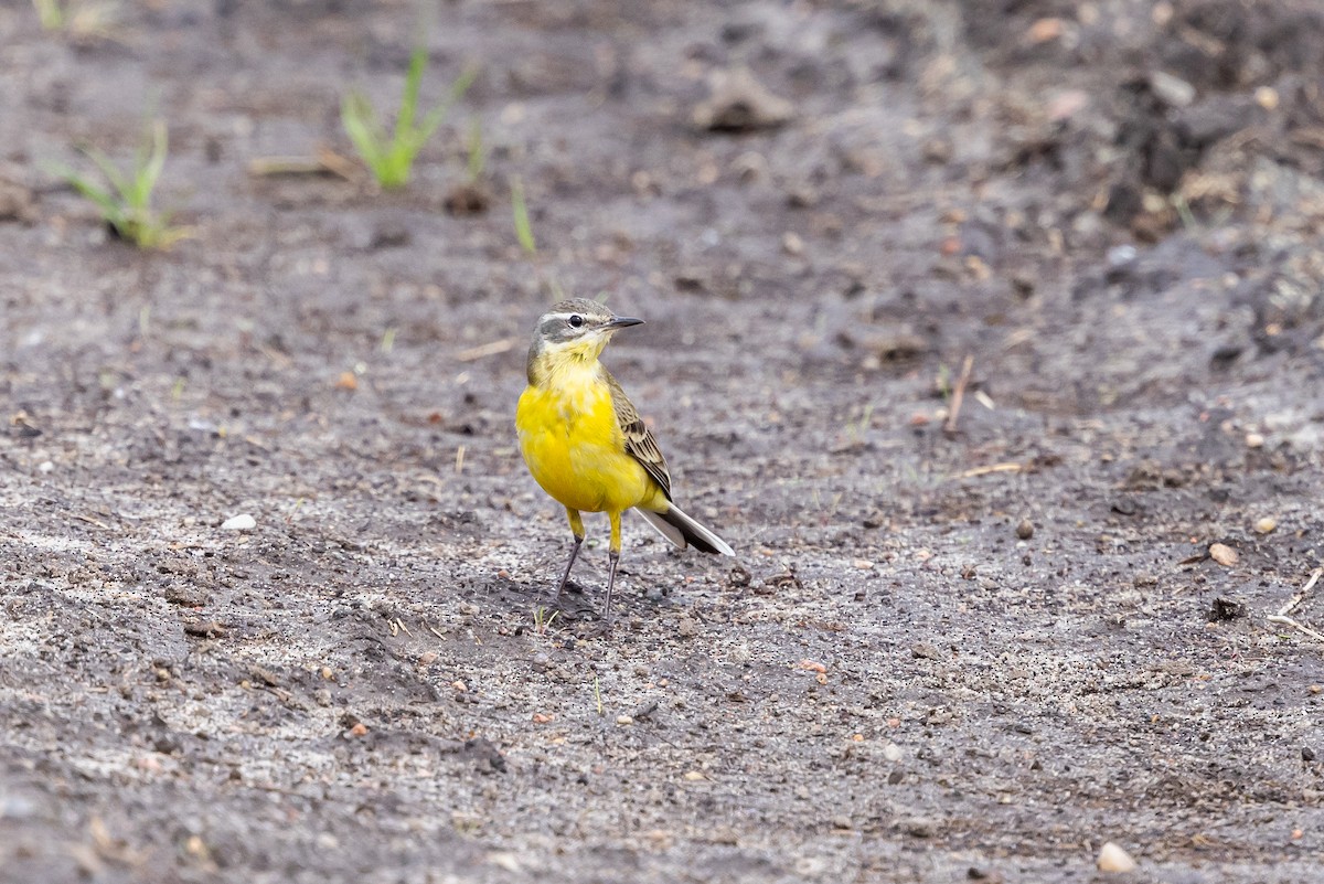 Western Yellow Wagtail - ML639995180