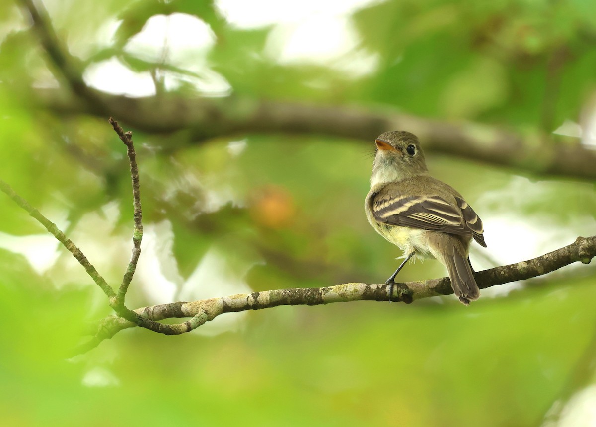Zwergschnäppertyrann - ML639995185