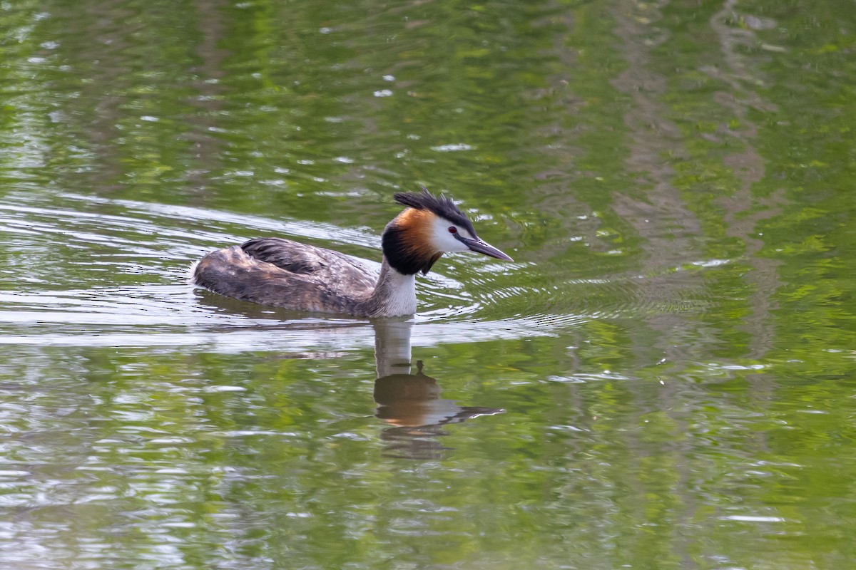 Great Crested Grebe - ML639995197