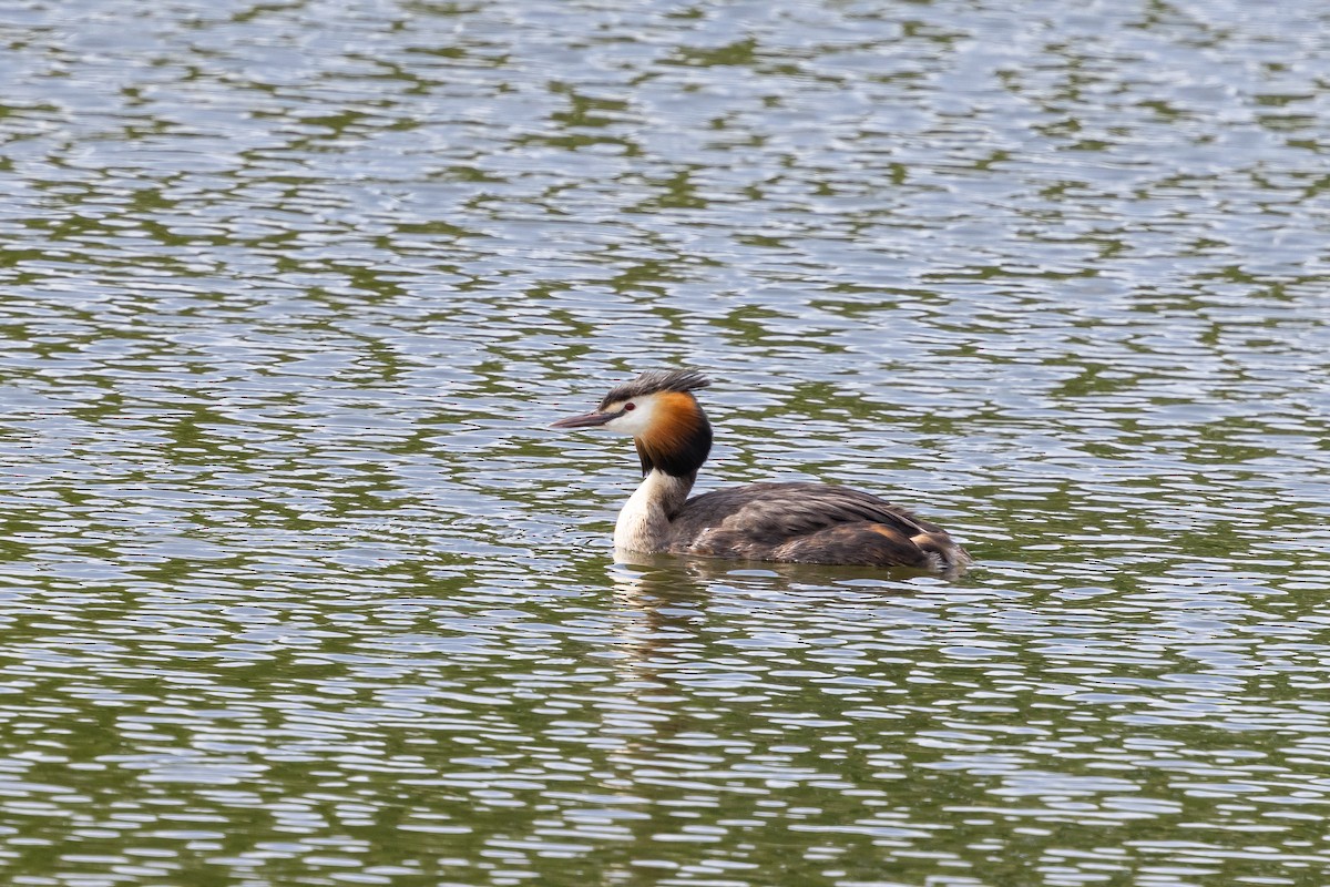 Great Crested Grebe - ML639995198