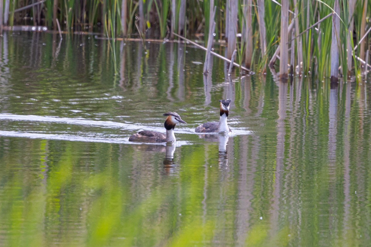 Great Crested Grebe - ML639995199