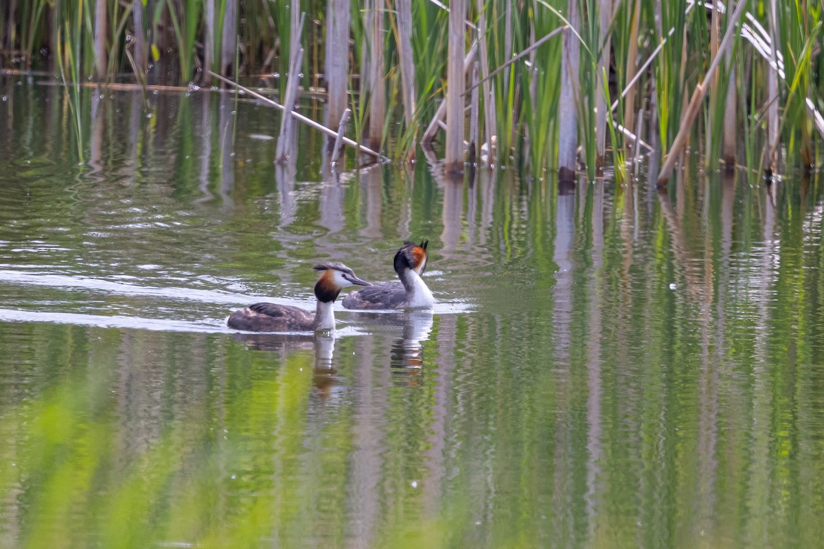 Great Crested Grebe - ML639995200