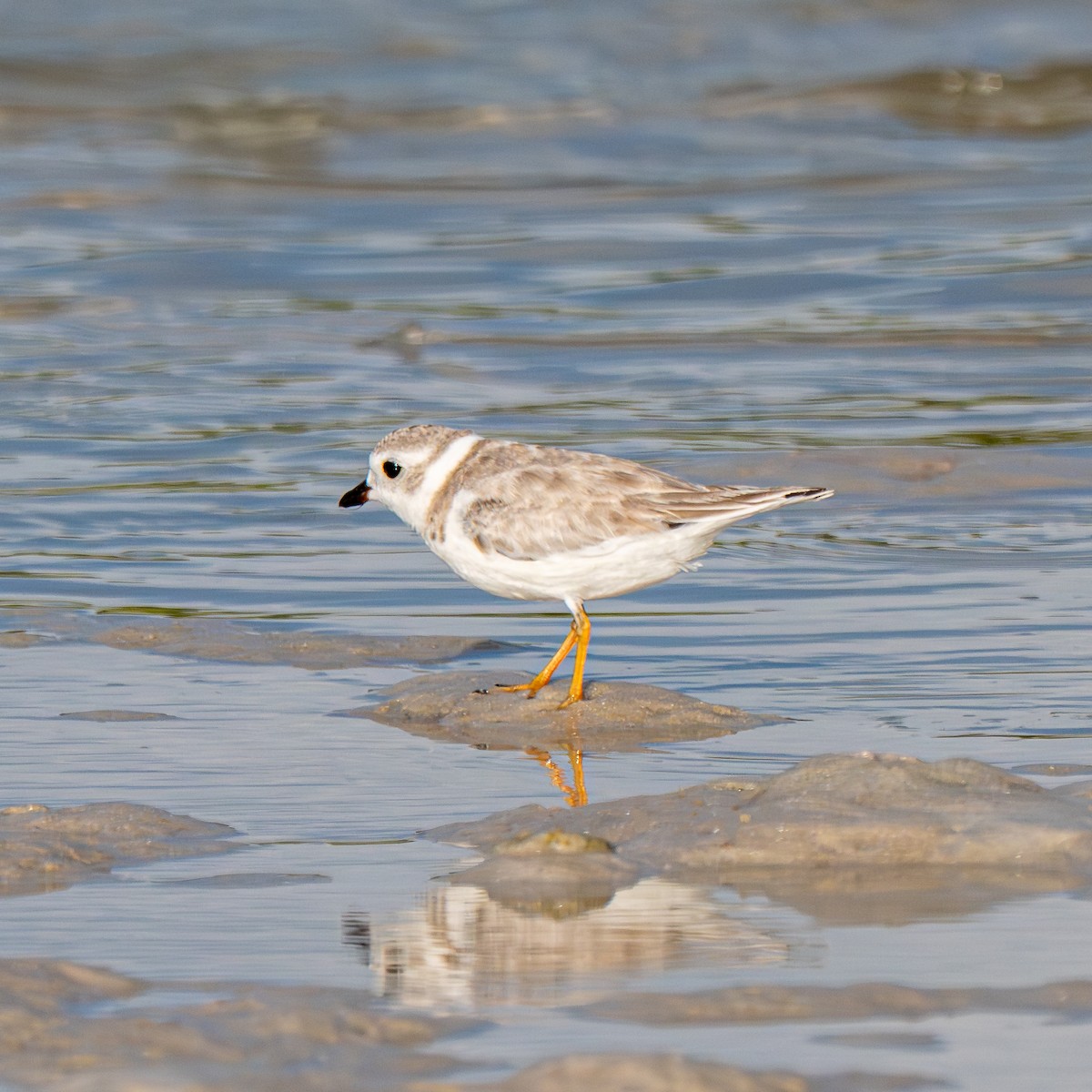 Piping Plover - ML639995208