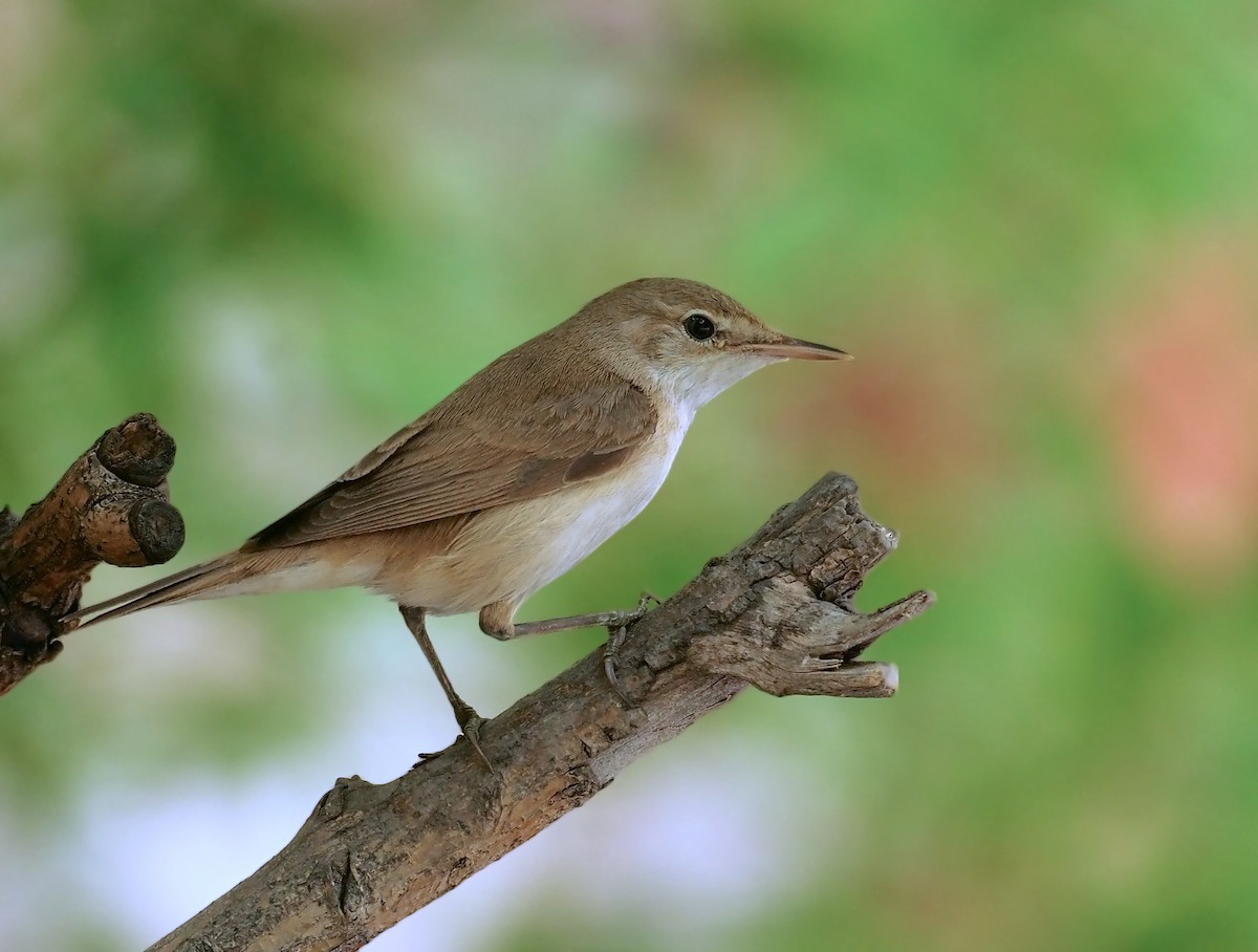 Lezkari arrunta (avicenniae) - ML639995249