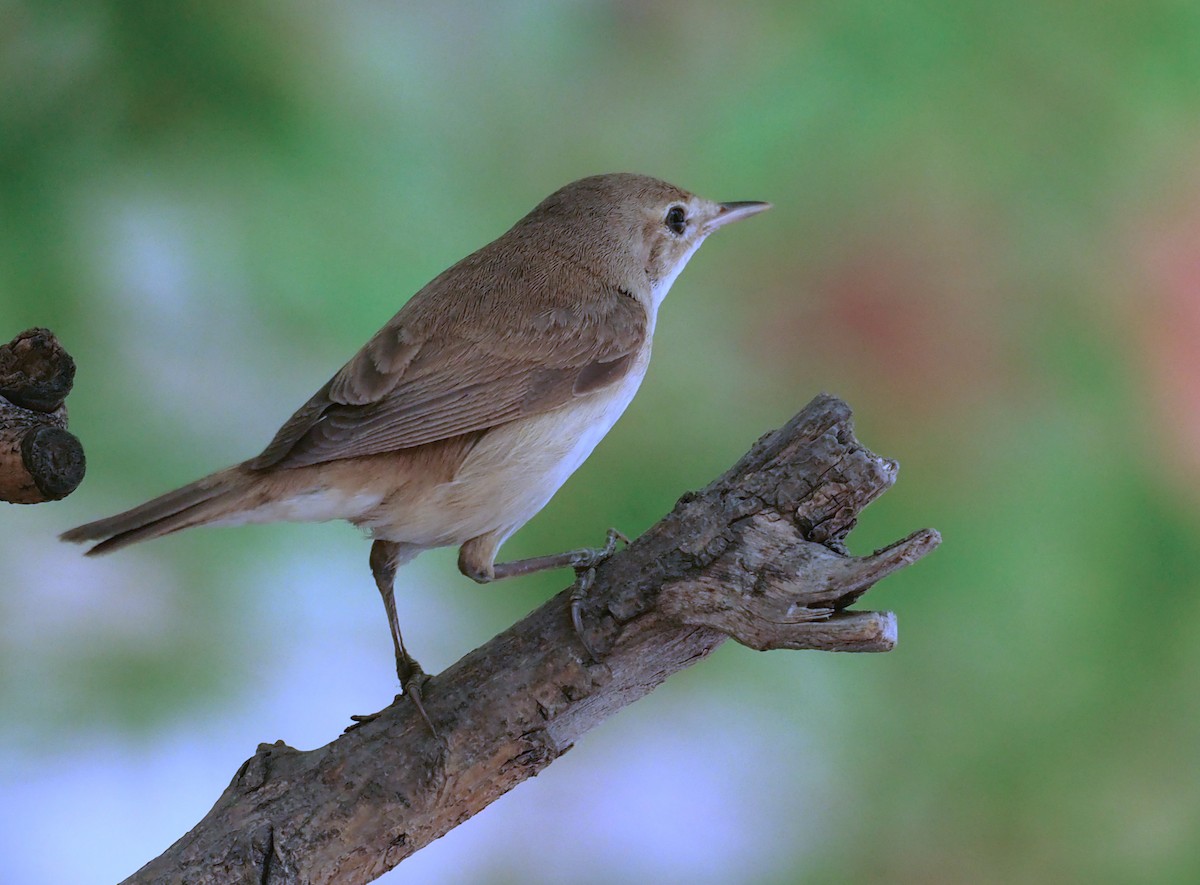 Lezkari arrunta (avicenniae) - ML639995257