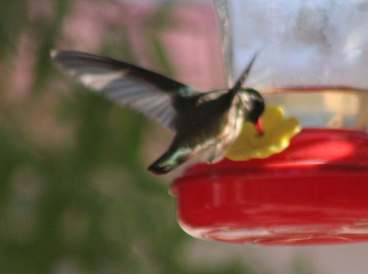 Xantus's Hummingbird - ML639995272