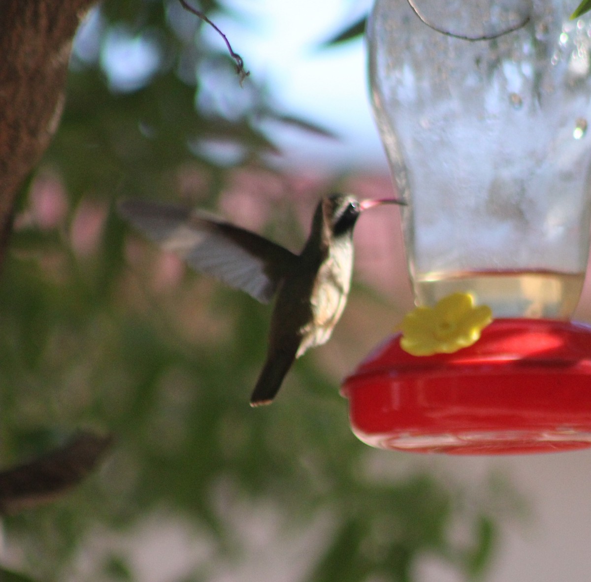 Xantus's Hummingbird - ML639995273
