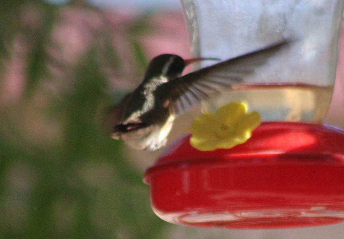 Xantus's Hummingbird - ML639995274